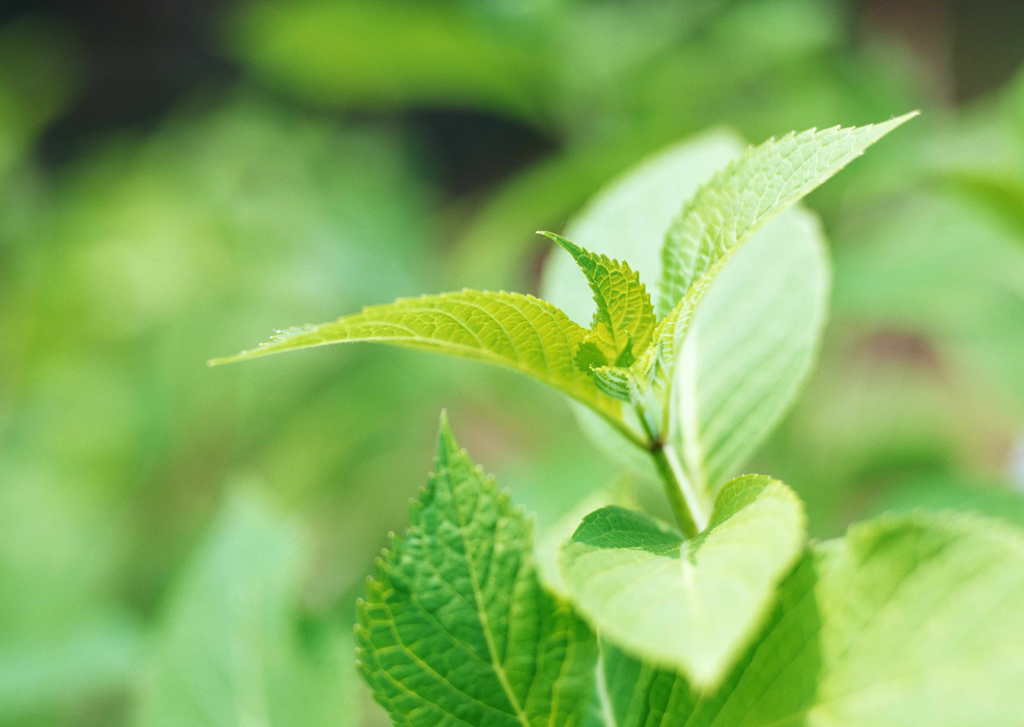 枝叶树叶叶片植物叶子生长摄影新叶