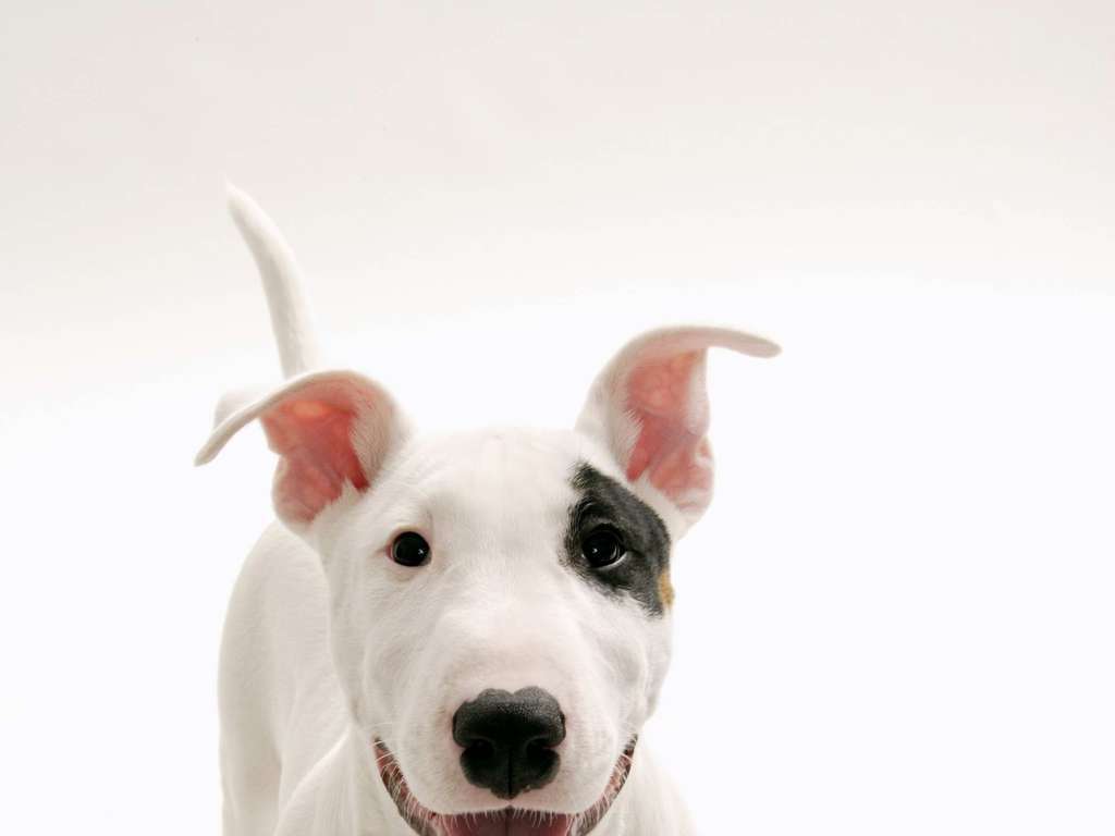 犬种智商排名_中华田园犬智商排名(3)