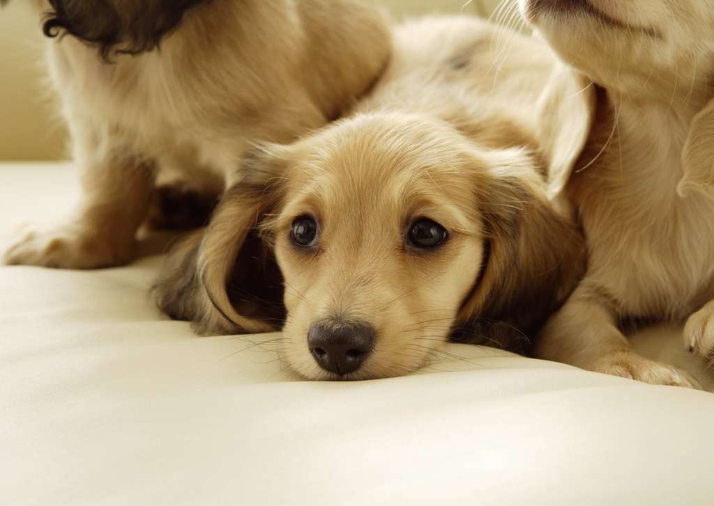 可爱小狗犬类动物狗狗写真宠物素材