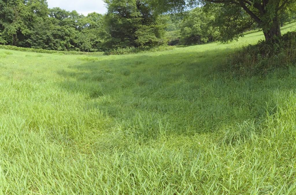 樹木和草地藍天郊野風景綠色環境圖