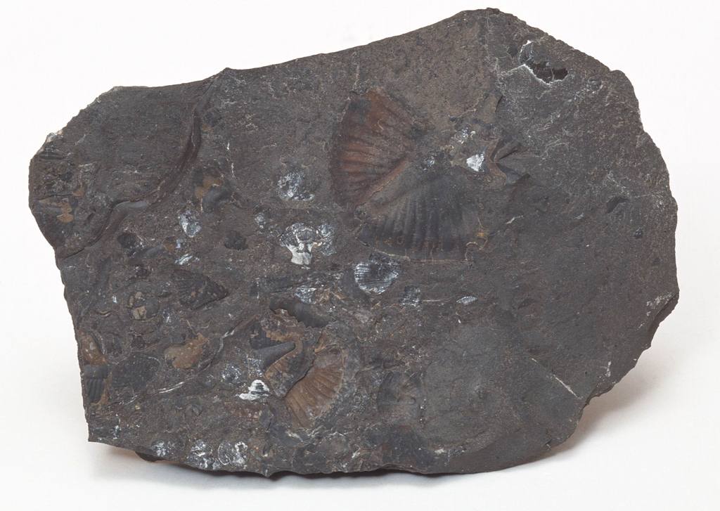 奇化石石古生物遗迹石头博物馆藏