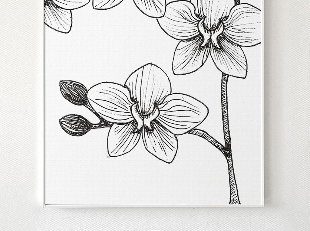 黑白线条极简北欧风格蝴蝶兰无框画