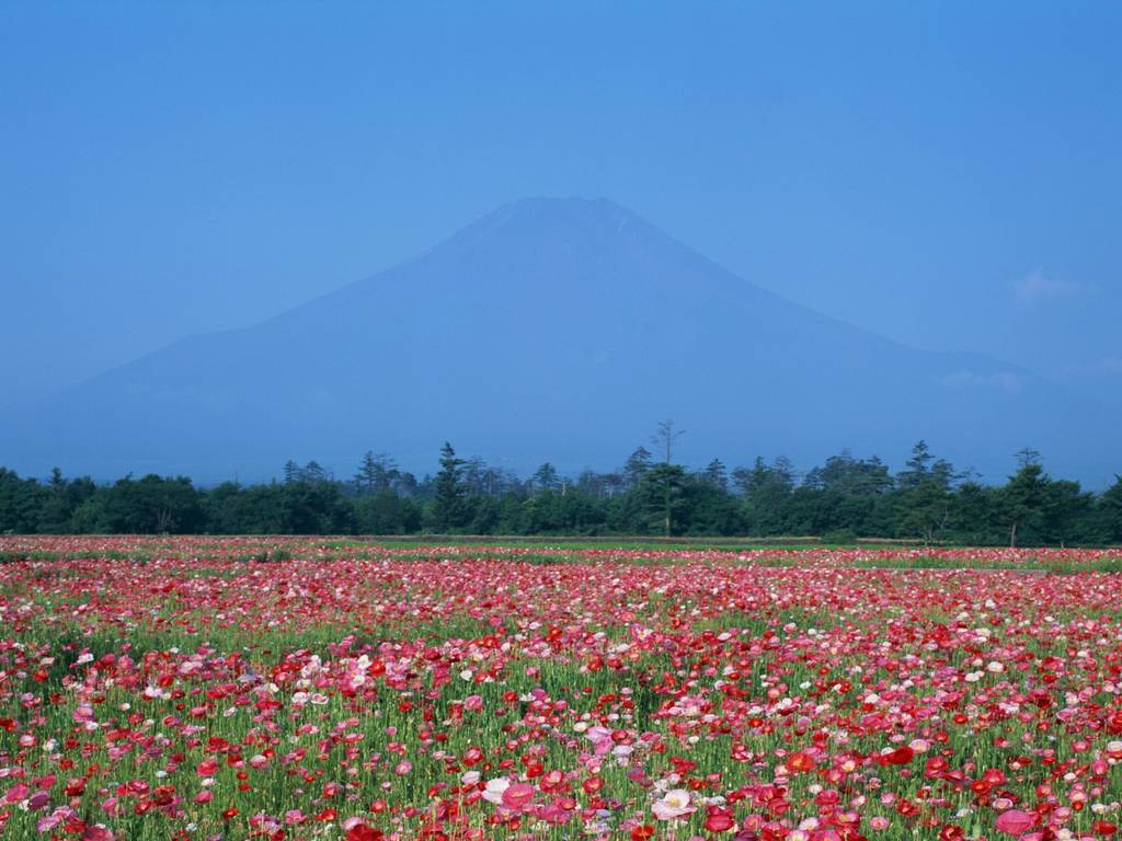 花海花地野花花山花朵草地郊野鮮花