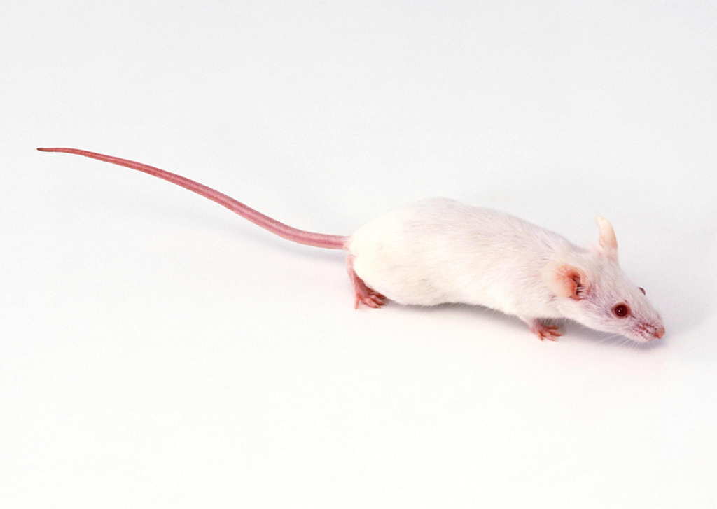 老鼠动物世界高清动物特写摄影素材