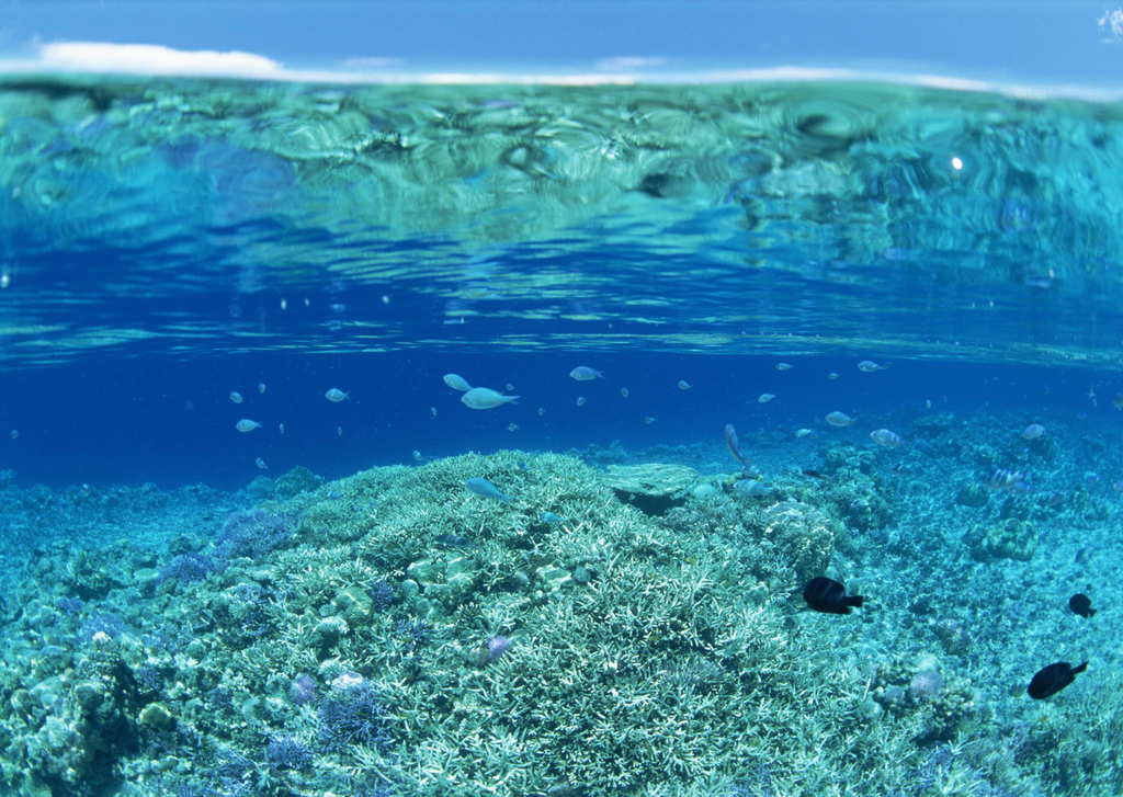 水底海底陽光大海海洋水下世界風景