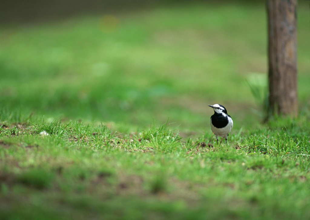 鳥類野生動物世界生物小鳥自然物種(圖片編號:16119109)_其他_我圖網