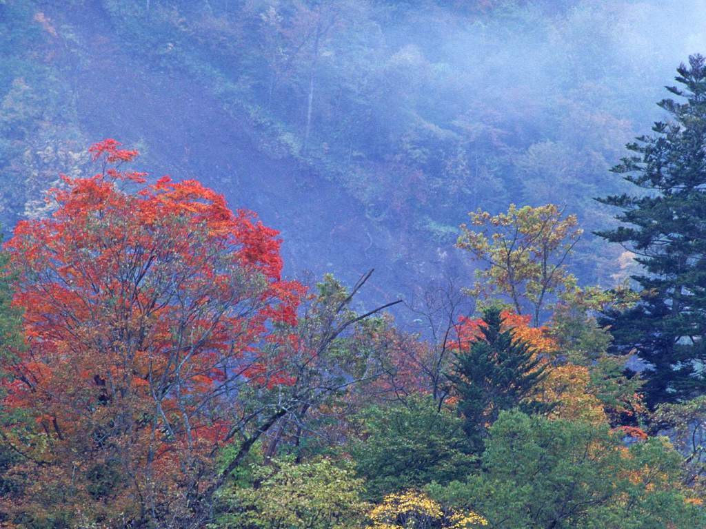 森林樹木景色茂密樹林山林青山綠樹