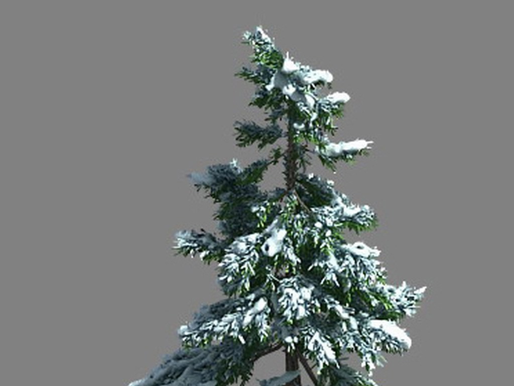 冰天雪地-雪松01