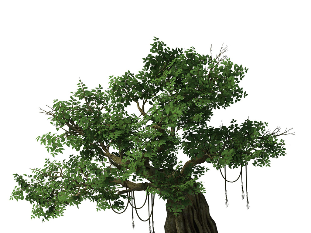 cad图库 su模型库 城市规划 > 植物-榕树2 版权图片 设计师