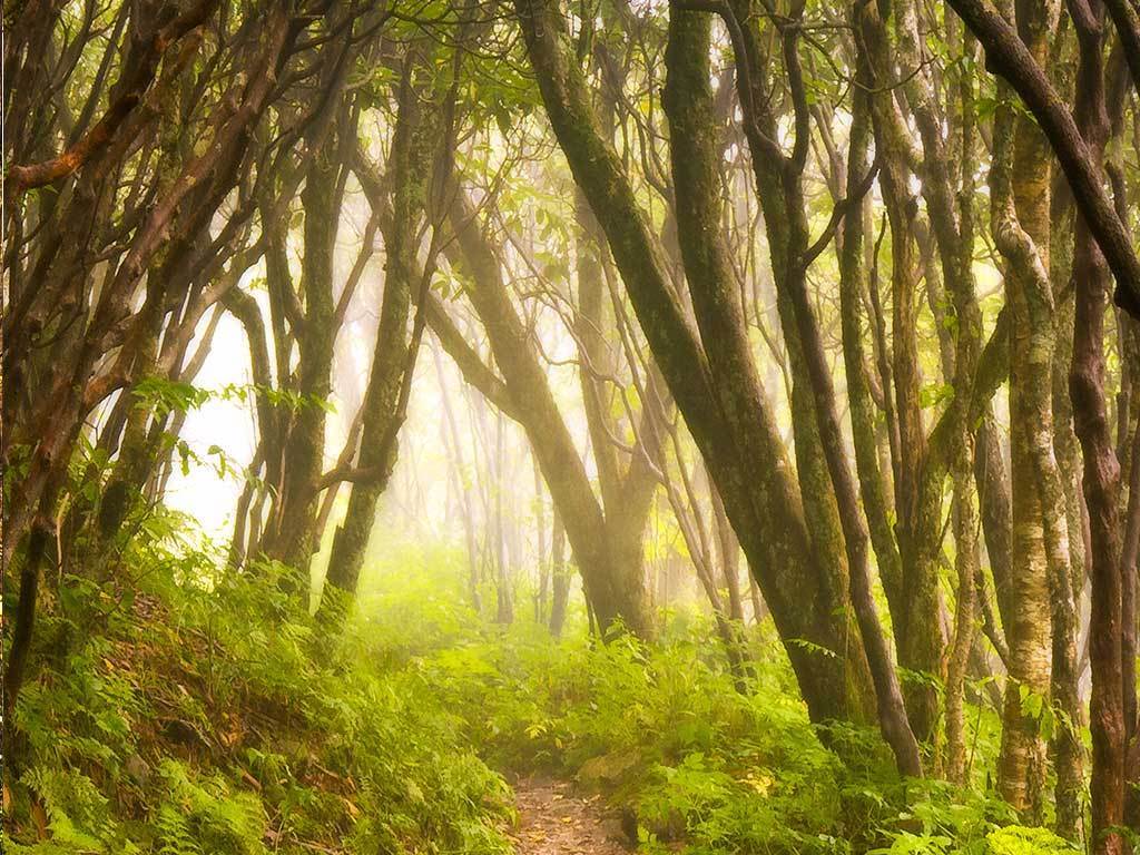 林中小路树林风景玄关背景墙