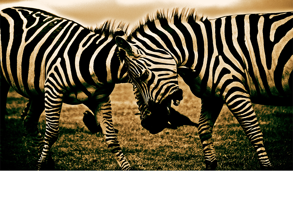 欧美斑马条纹复古高清