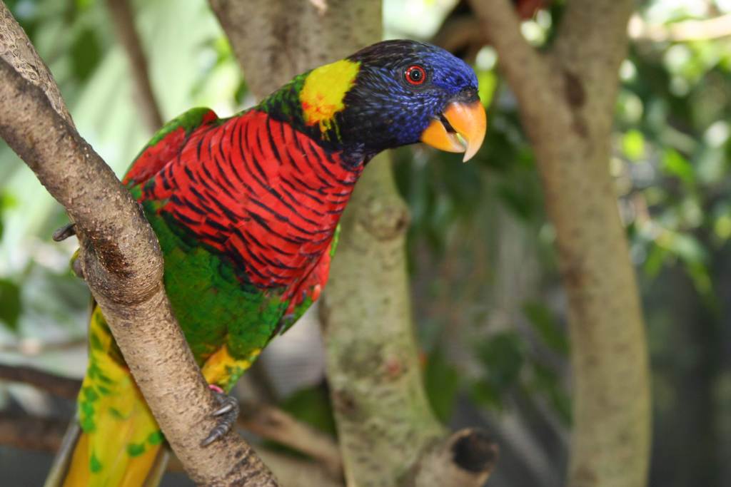 鳥野生動物鳥群珍稀動物動物世界鳥類圖片飛鳥