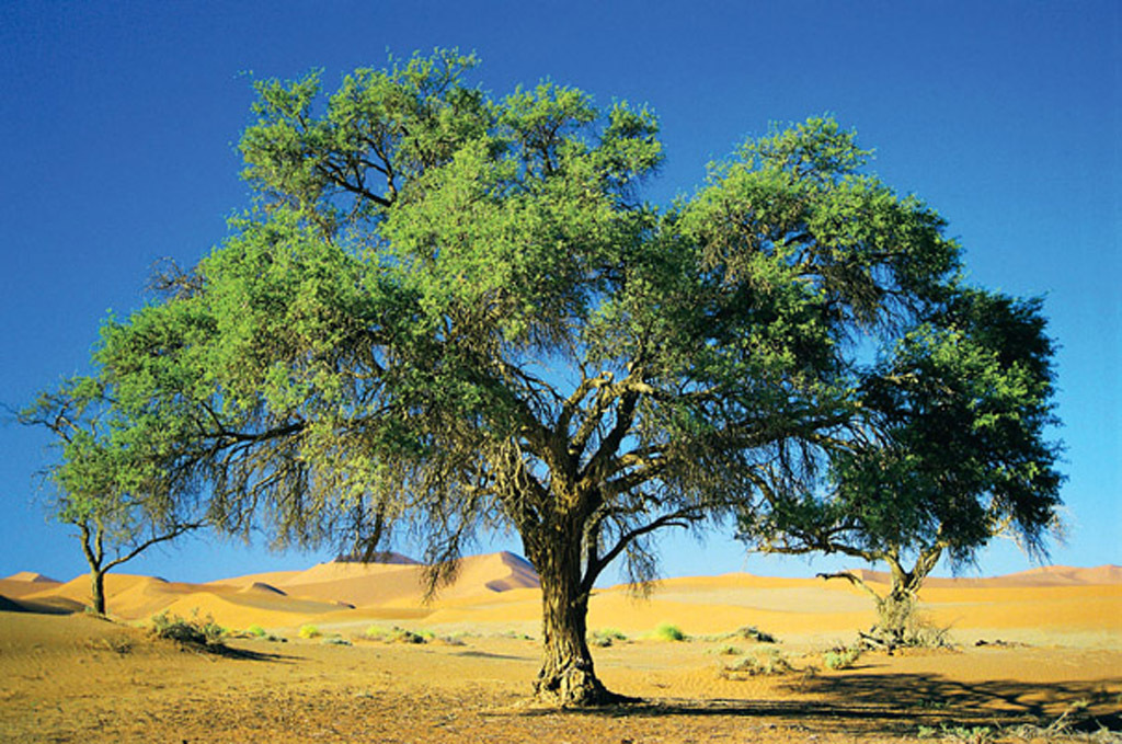 沙漠绿洲风景电视背景墙80109