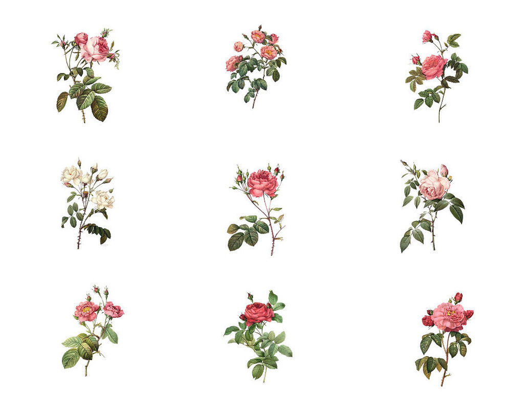 中欧式复古花朵免抠剪贴素材系列1