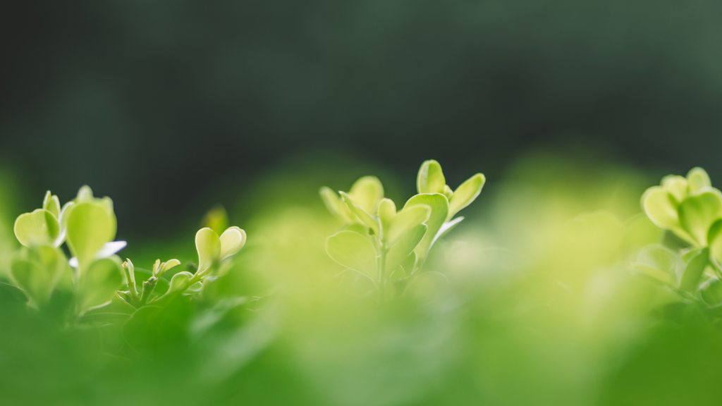 清新植物綠色背景高清背景素材