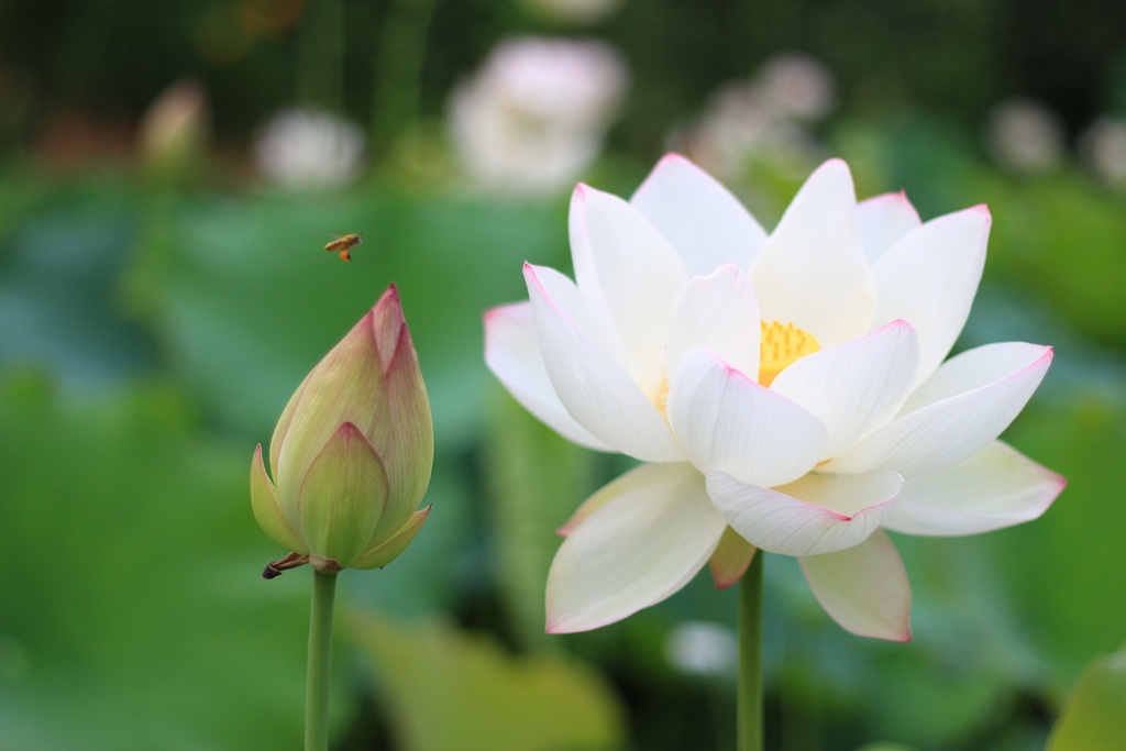 设计元素 背景素材 其他 > 盛放的白莲花高清背景素材 版权图片 设计