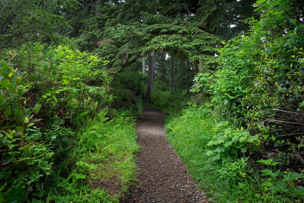 森林树木绿树叶4k风景图片图片下载素材-其他-我图网