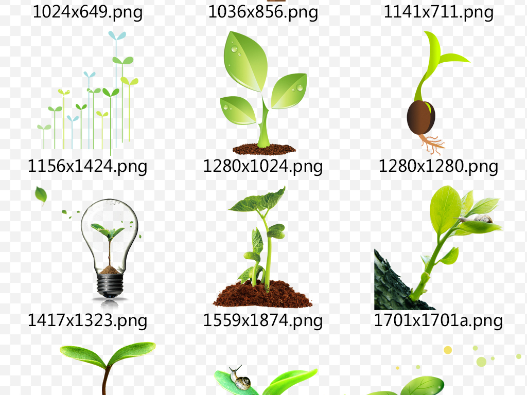 綠色春天種子發芽嫩芽小草樹苗海報素材