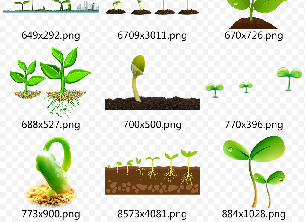 綠色春天種子發芽嫩芽小草樹苗海報素材