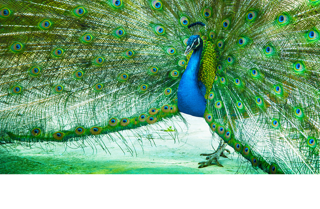 高清孔雀开屏求偶