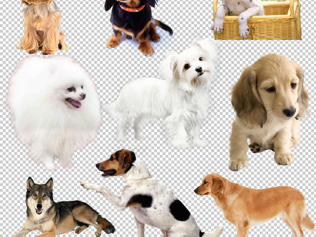 狗狗的种类家里图片