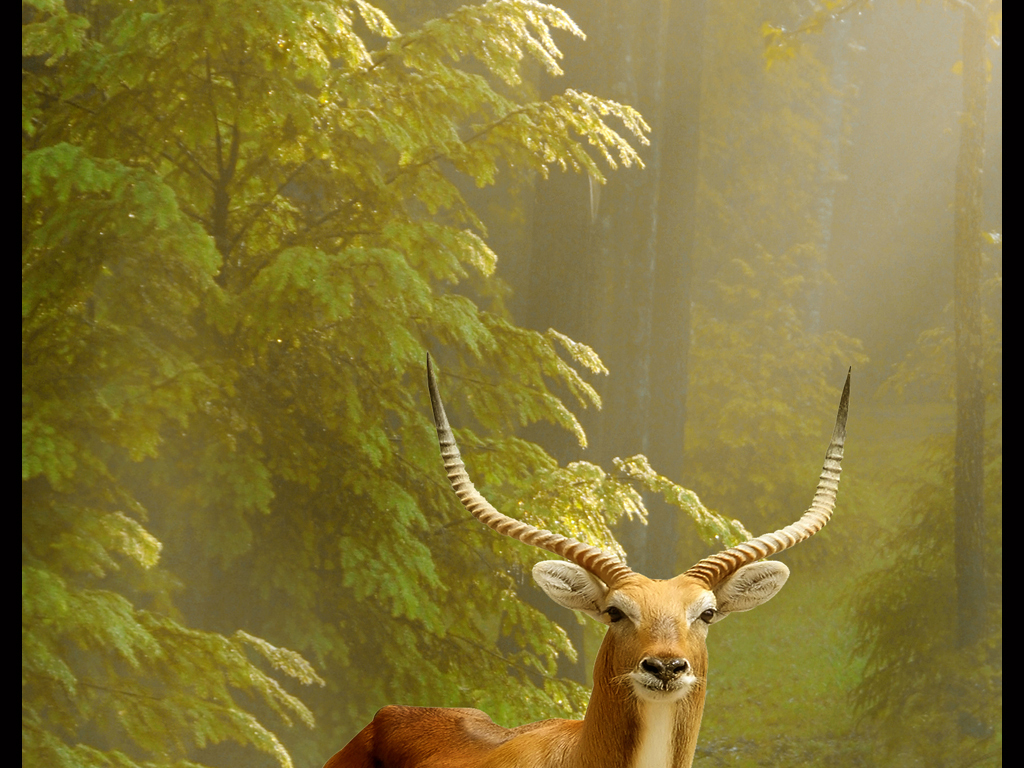 丛林梅花鹿高清玄关背景墙