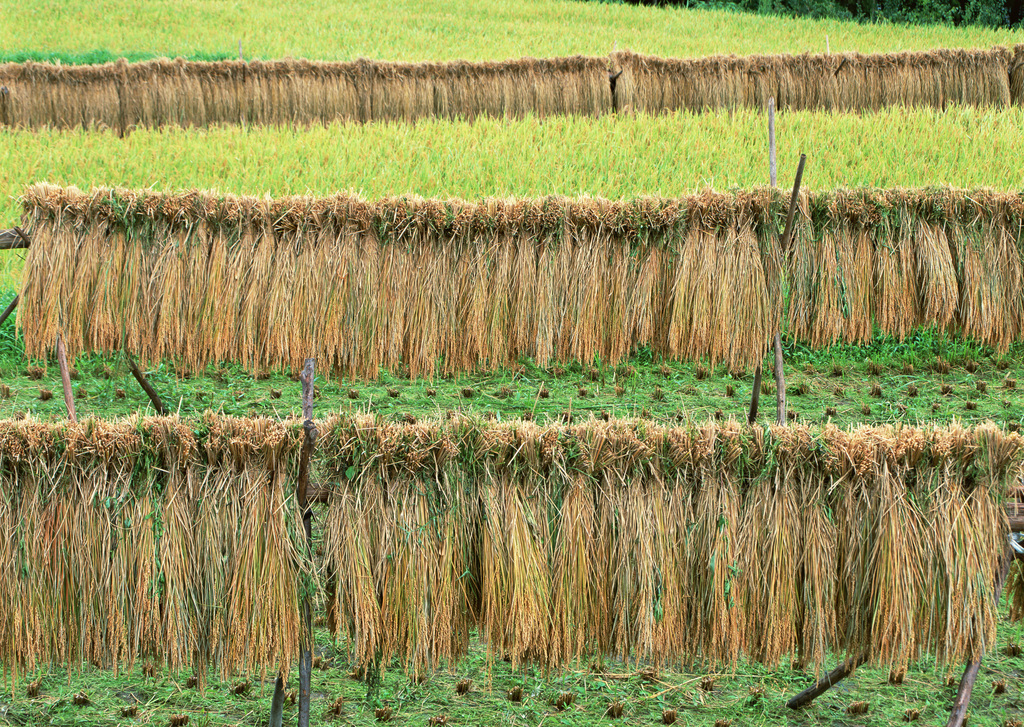 农业生产稻田田野风景田园景色麦田图片素材 模板下载 3.99MB 其他大全 标志丨符号 