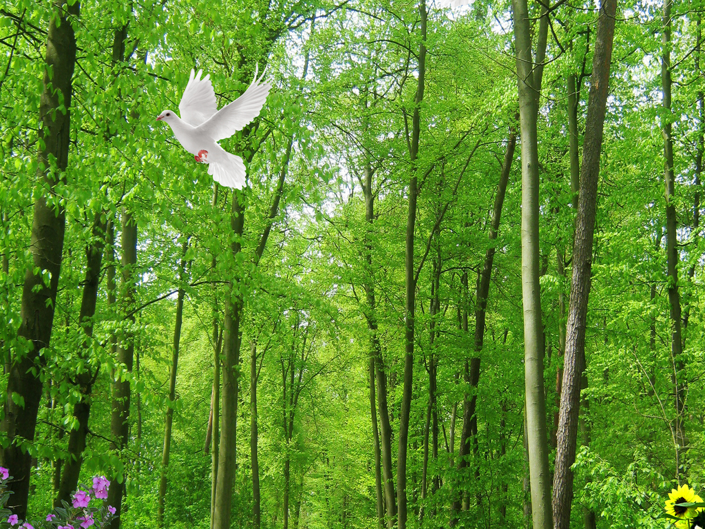 清幽树林小路林荫路自然美景玄关背景墙