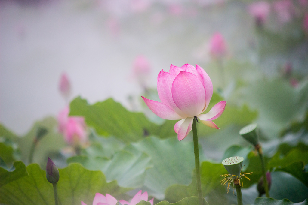 設計元素 自然素材 花卉 > 荷花圖片荷花攝影荷花圖荷葉圖片荷花背景