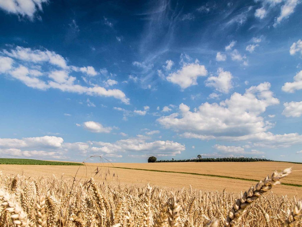 温馨农场田野麦田无框画插图背景装饰壁纸