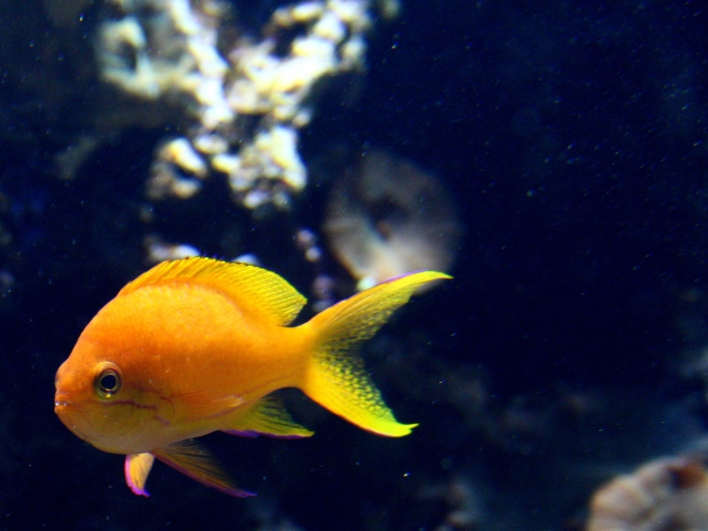 海底生物苔蘚海洋館鹹水魚魚群