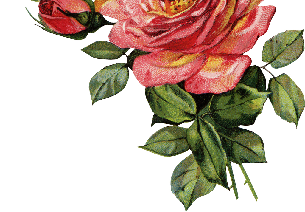 经典花卉免扣复古花卉玫瑰手绘花卉