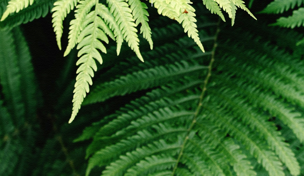 北欧极简现代小清新绿色植物无框画装饰画