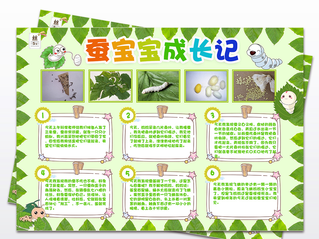 养蚕小报蚕宝宝成长记手抄报观察日记小报