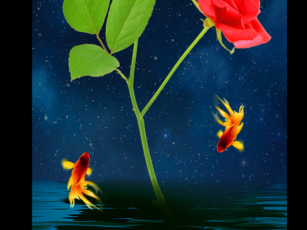 玫瑰和金鱼插图图片